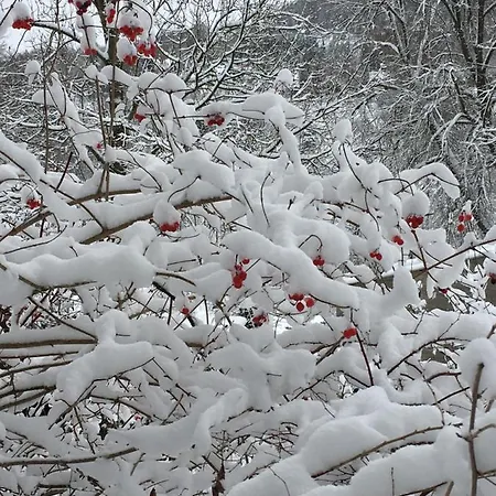 Апартаменты Am Duerrenbachtal Клингенталь